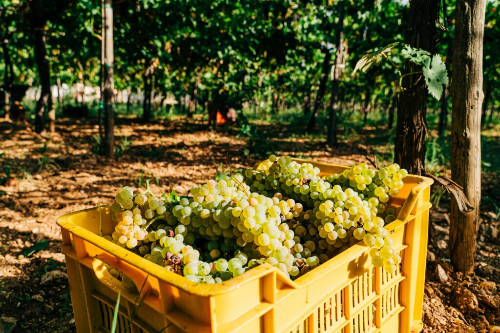Raisins vendanges dans des caisses