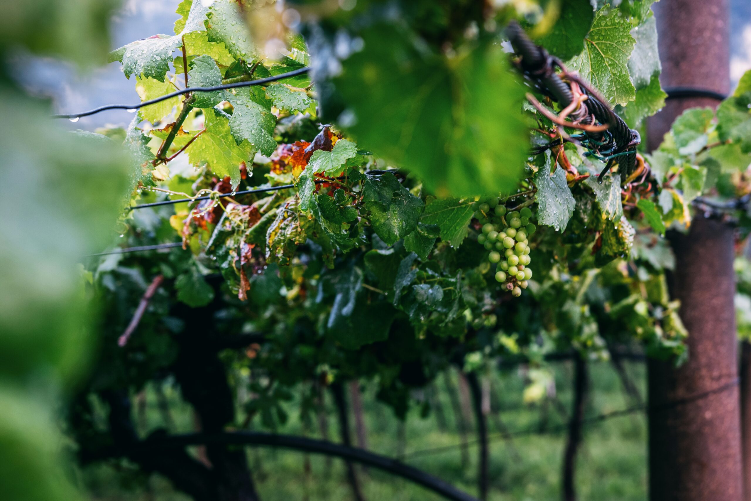 Pourquoi j&rsquo;ai choisi d&rsquo;accompagner les domaines viticoles ?